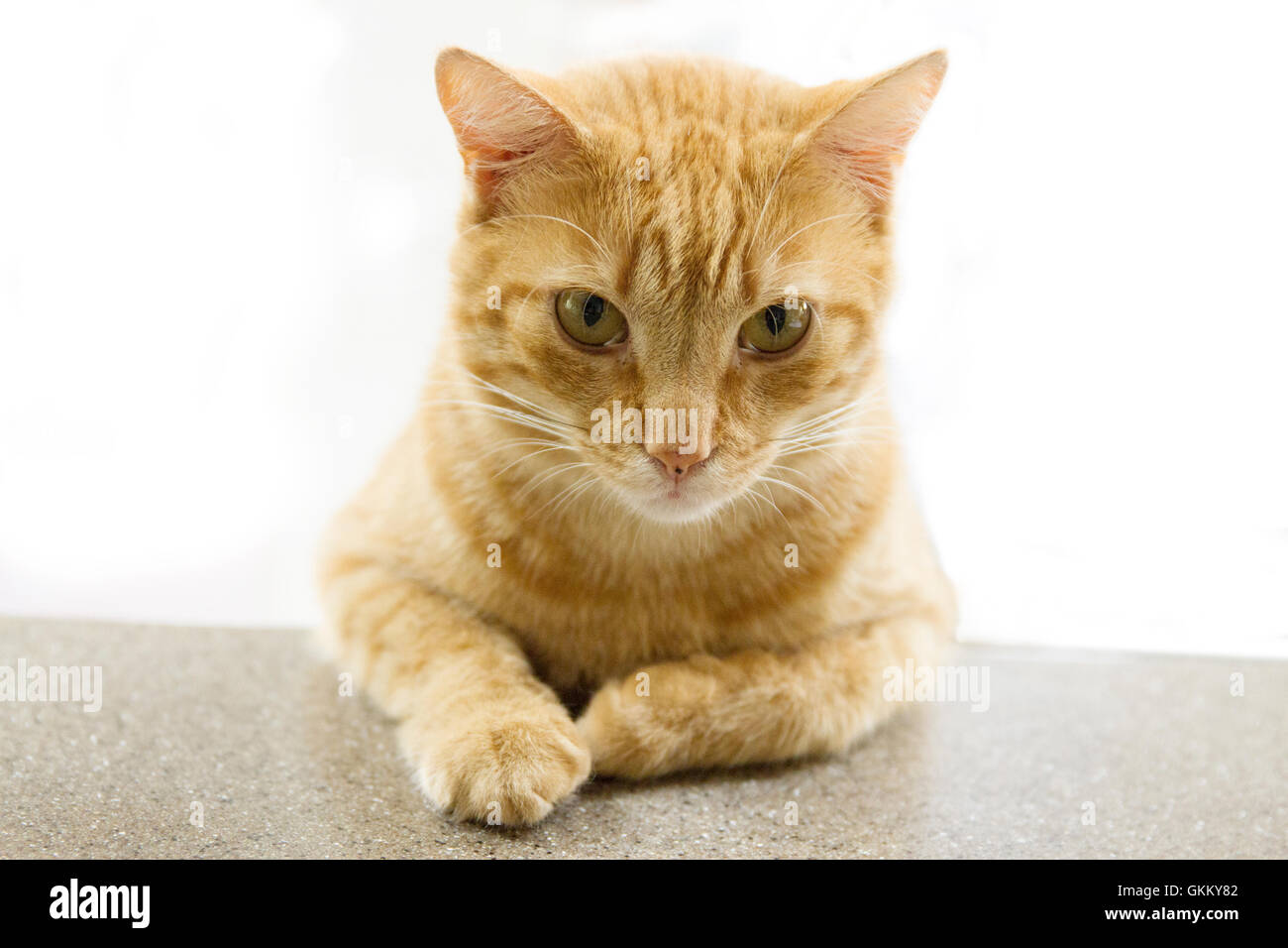Tabby cat leaning on the counter Stock Photo Alamy