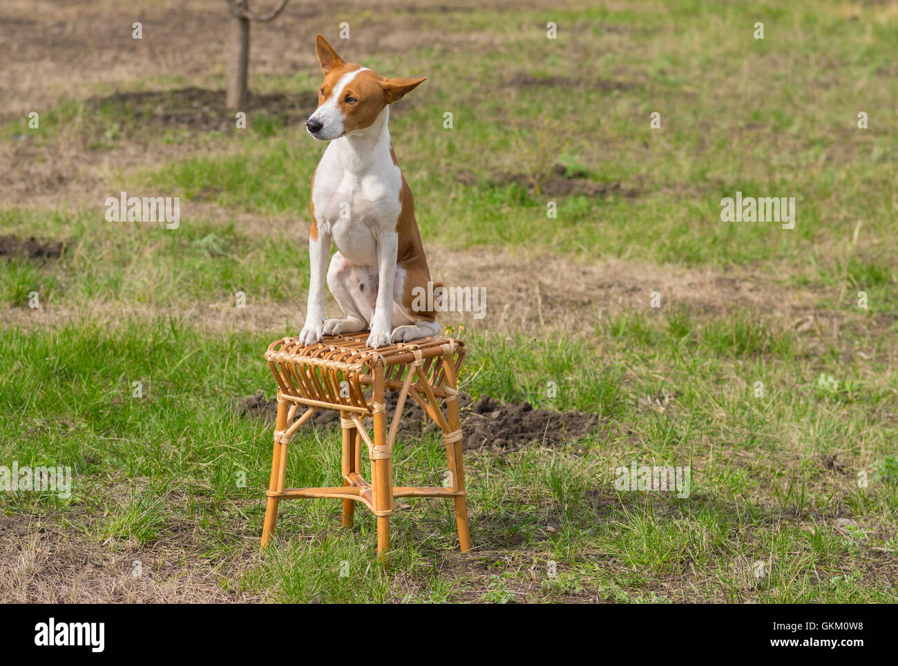 Canine rest in a spring garden - smart basenji sunbathes sitting on a wicker stool Stock Photo