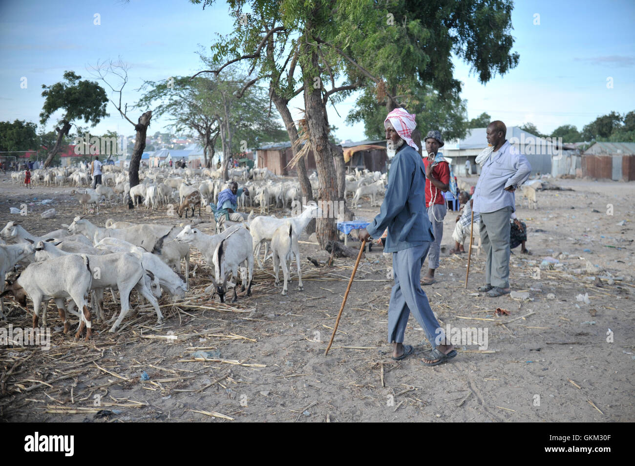 A Somali man stands watch over a herd of goats at Bakara Animal Market in Mogadishu, Somalia, on April 13. Once notorious for being both the site of Black Hawk Down, in which 18 American soldiers were killed in 1993, and later as an al-Shabaab stronghold, Bakara market is now slowly losing its past notoriety and becoming better known for its thriving economy. In the district's animal market, thousands of goats are now brought each morning, where they are sold on to later be slaughtered for their meat. AU UN IST PHOTO / TOBIN JONES. Stock Photo