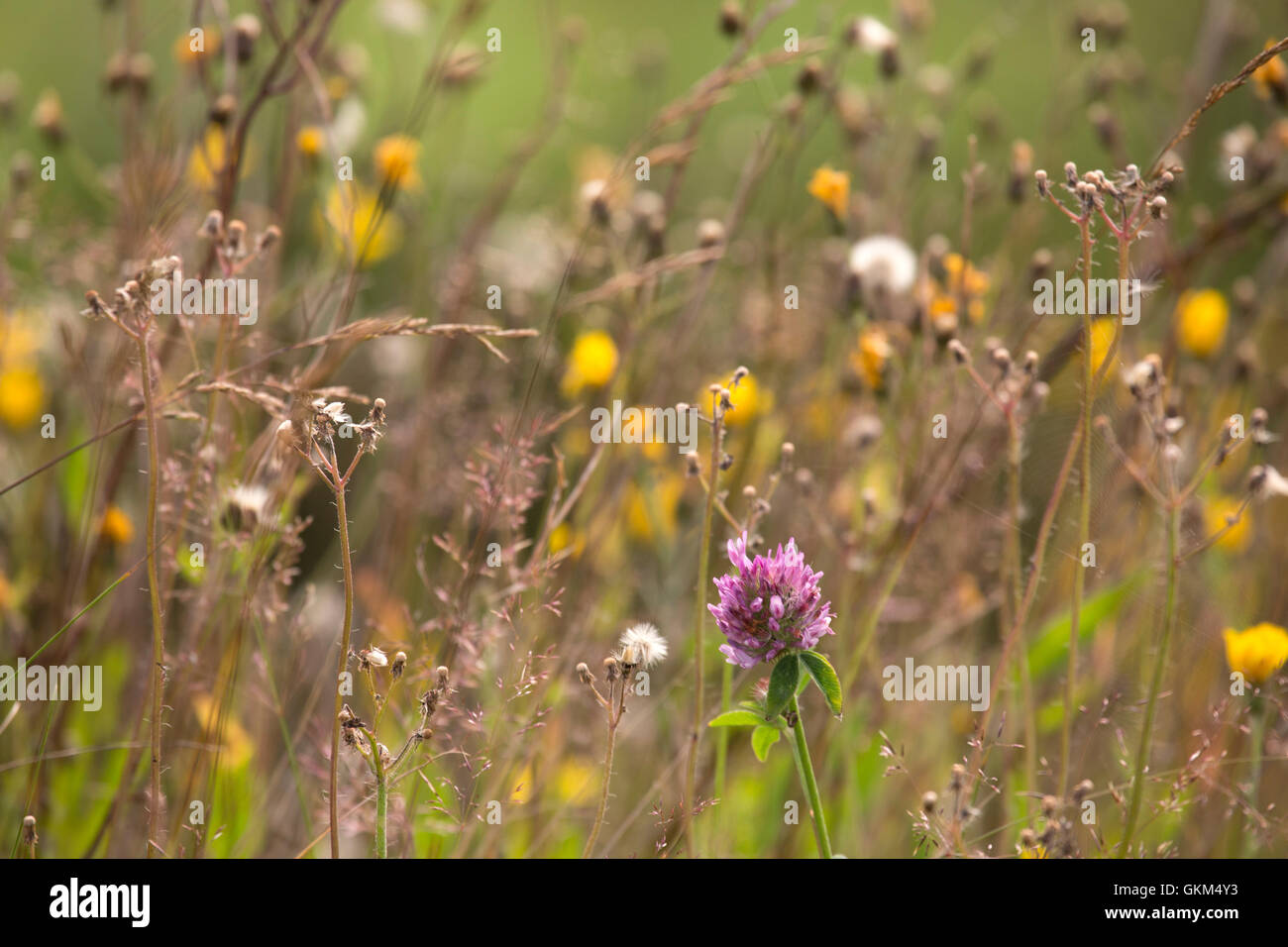 Wildflowers growing in a coastal meadow at Heart's DelightIslington in