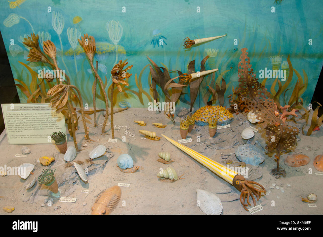 Prehistoric Sea Bottom Life Stock Photo