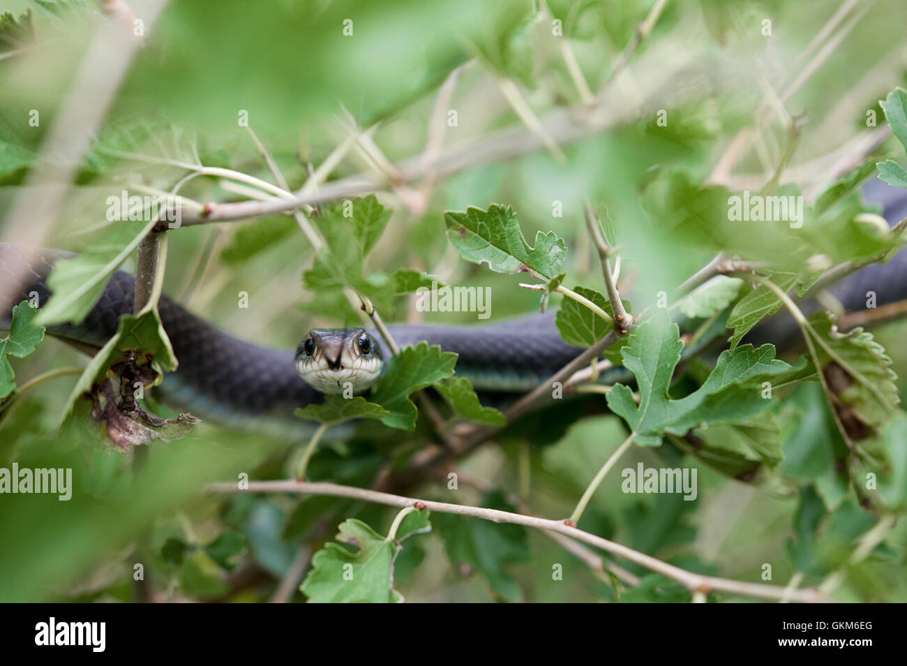 A Cobrinha Azul / The Blue Racer