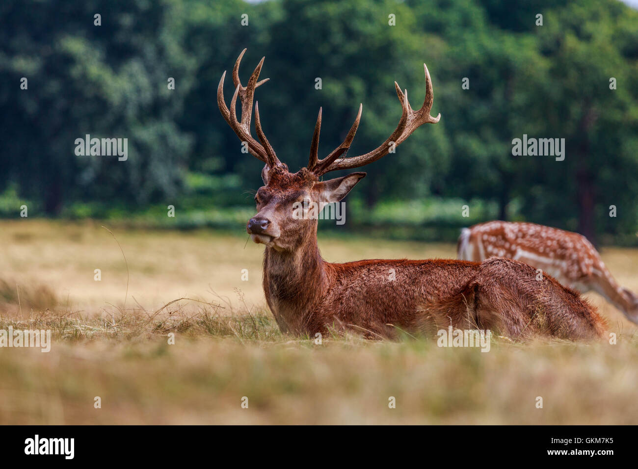 Deer enjoying a sunny day on a freshly cut grass in Royal Park Richmon on Thames London Stock Photo