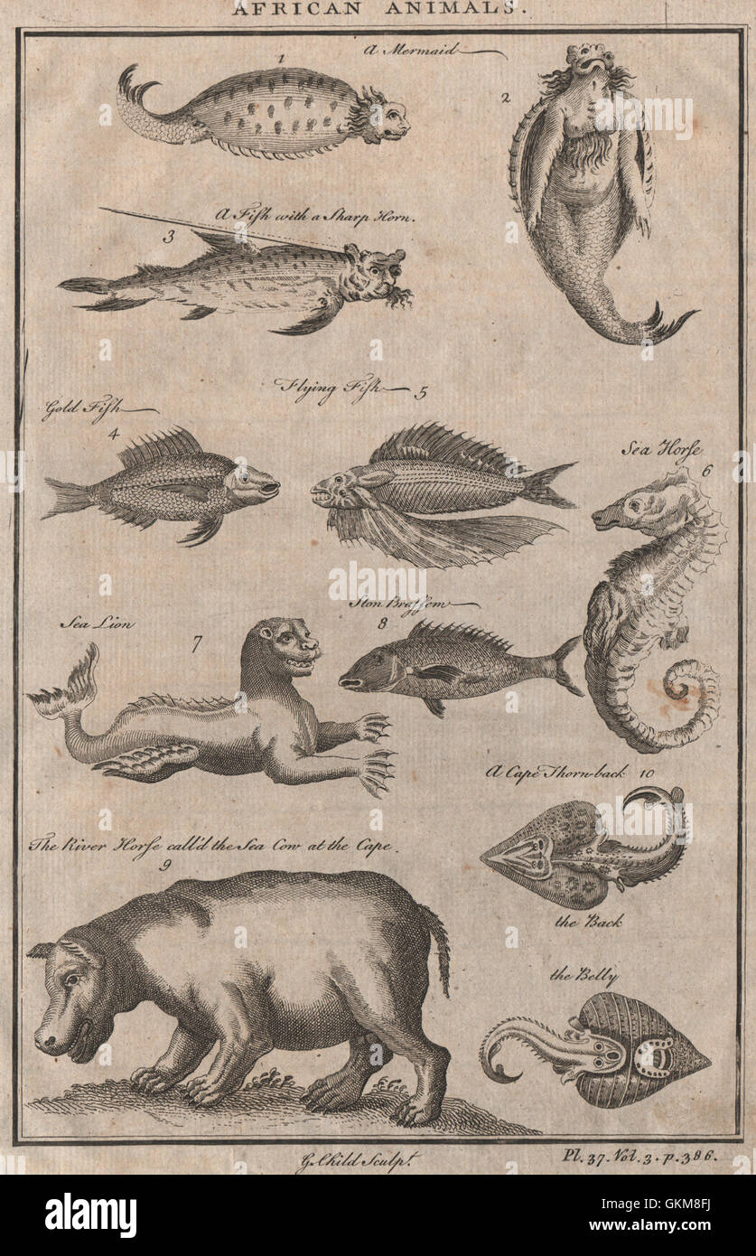 AFRICAN ANIMALS Mermaid Sea lion River horse (Hippo) Fish with sharp horn, 1746 Stock Photo