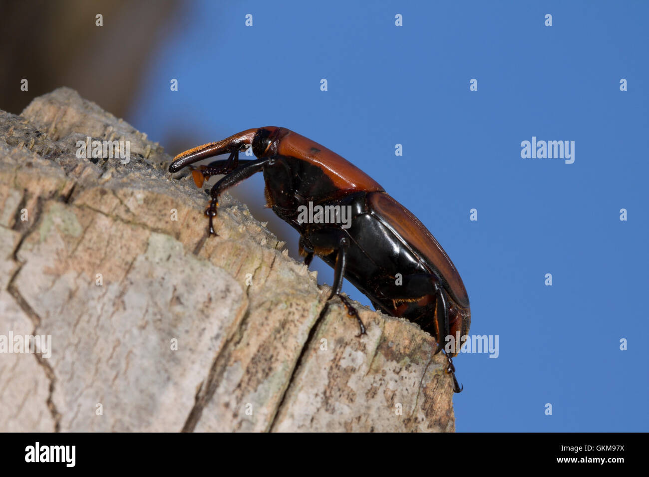 Rhynchophorus Ferrugineus High Resolution Stock Photography and Images ...