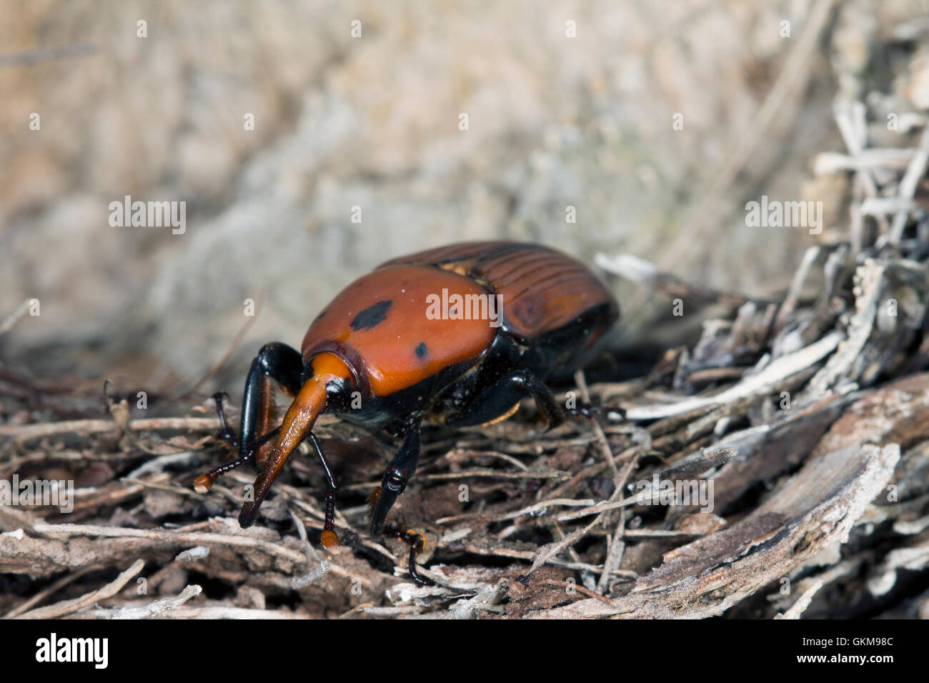 Rhynchophorus Ferrugineus High Resolution Stock Photography and Images ...
