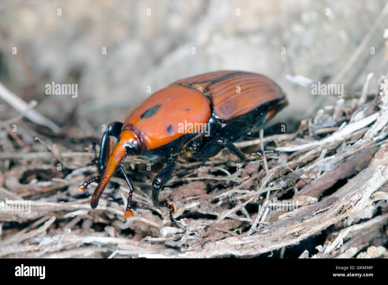 Rhynchophorus Ferrugineus High Resolution Stock Photography and Images ...