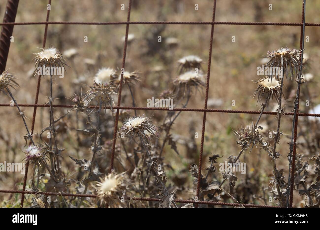 Dry Thorn Flowers, Milk Thistle near a Net Fence. Dried flowers of Silybum Marianum (also called Cardus Marianus, Milk Thistle, Blessed Milkthistle, Stock Photo