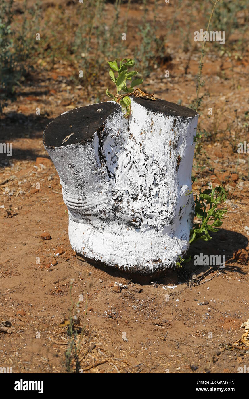 Cut Off Tree Trunk Covered With Whitewash.  Green new leaves grows from chopped citrus tree that was covered with white lime against insects. Stock Photo