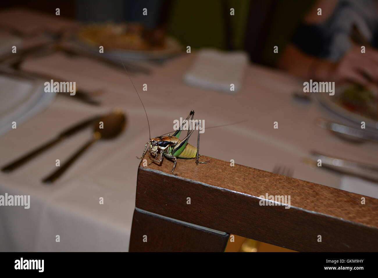 Cricket Bug. Close up on a colorful cicada. Cricket bug eating on a wooden chair back near a dining table. Stock Photo