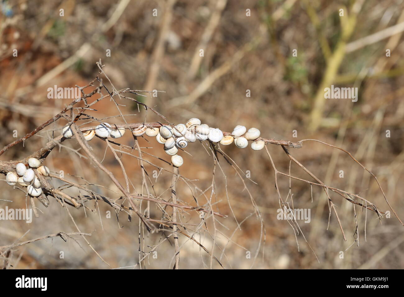 Snails Sticking to a Stalk. Group of white garden snails (also called Mediterranean coastal snail) attaching to a dry stalk, colony of land snails on Stock Photo