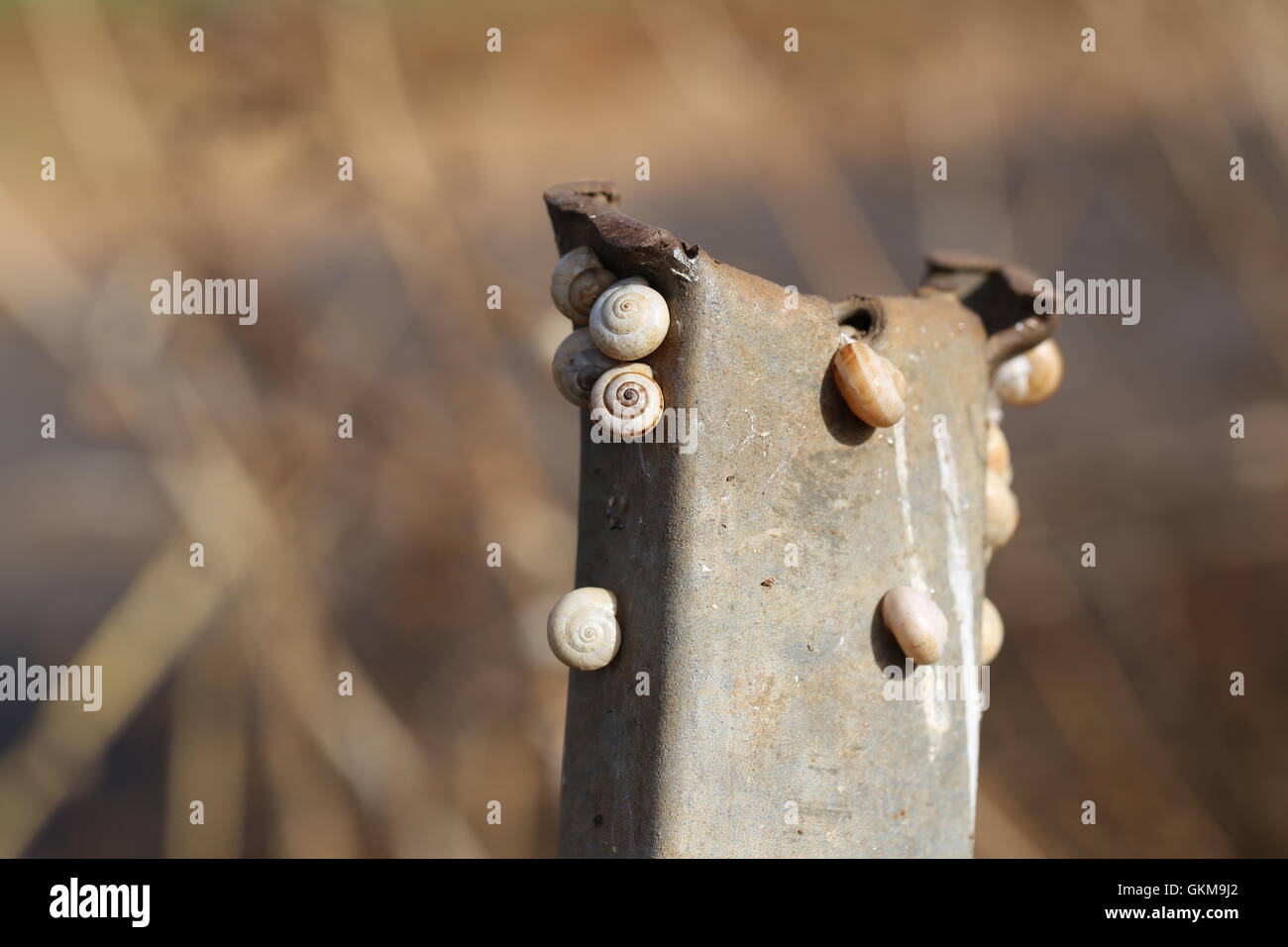 Snails Stuck to a Rusty Rod. Group of white garden snails (also called Mediterranean coastal snail) attaching to a dry stalk, colony of land snails Stock Photo