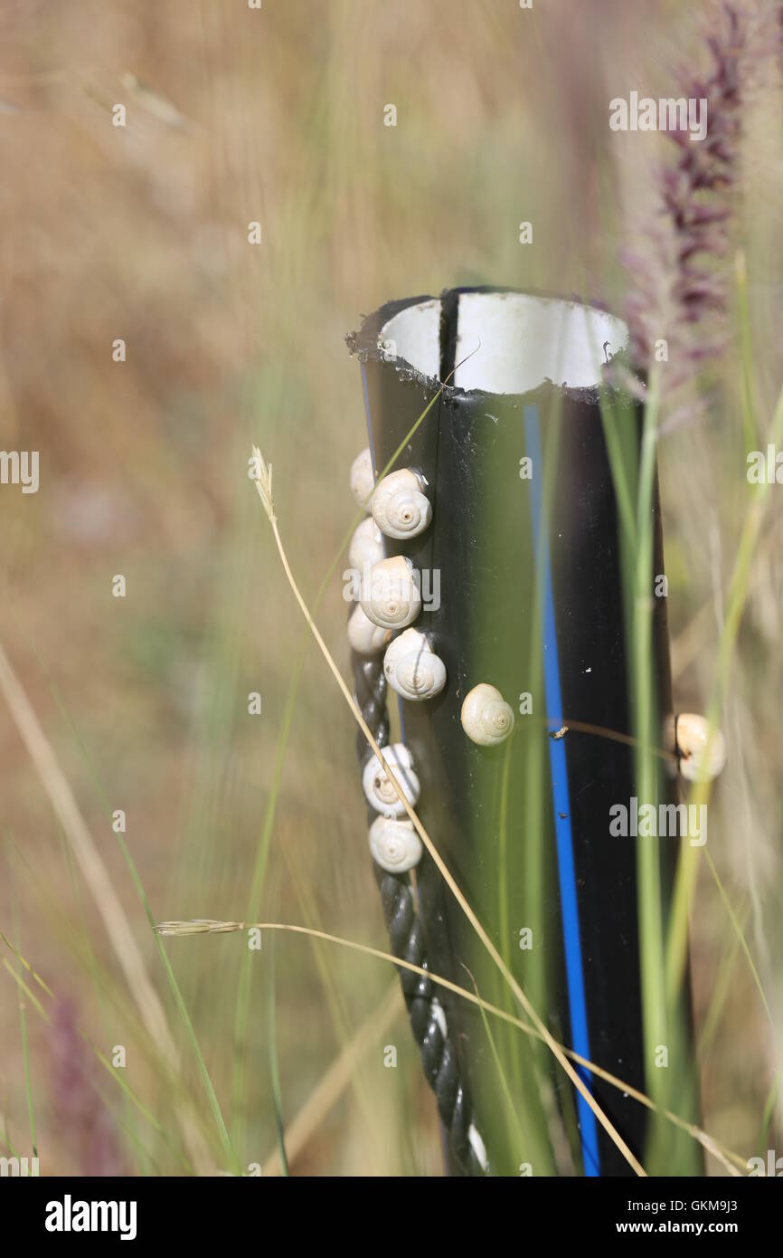 Snails on a Black Pipe. Snails stuck on a black communication pipe that stands out from the ground in a field. Stock Photo