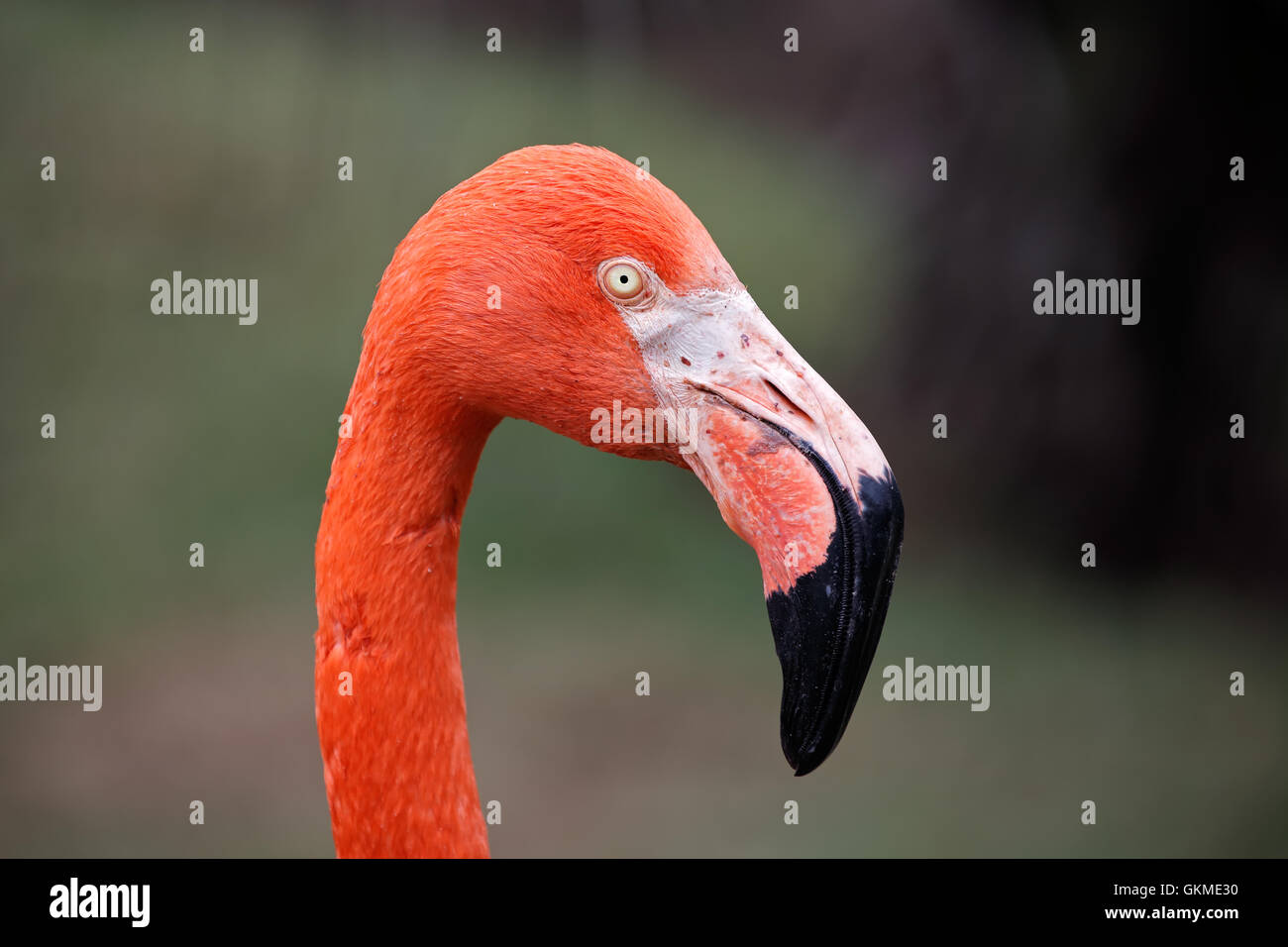 Portrait of a Caribbean flamingo (Phoenicopterus ruber), North America Stock Photo