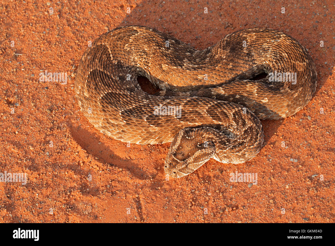 A venomous puff adder hires stock photography and images Alamy