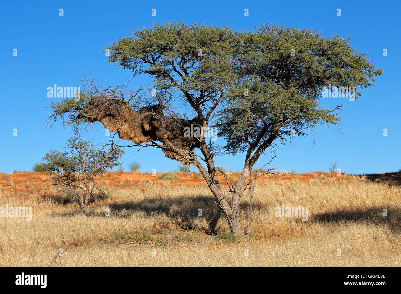 African thorn tree with communal nest of sociable weavers (Philetairus socius), Kalahari, South Africa Stock Photo