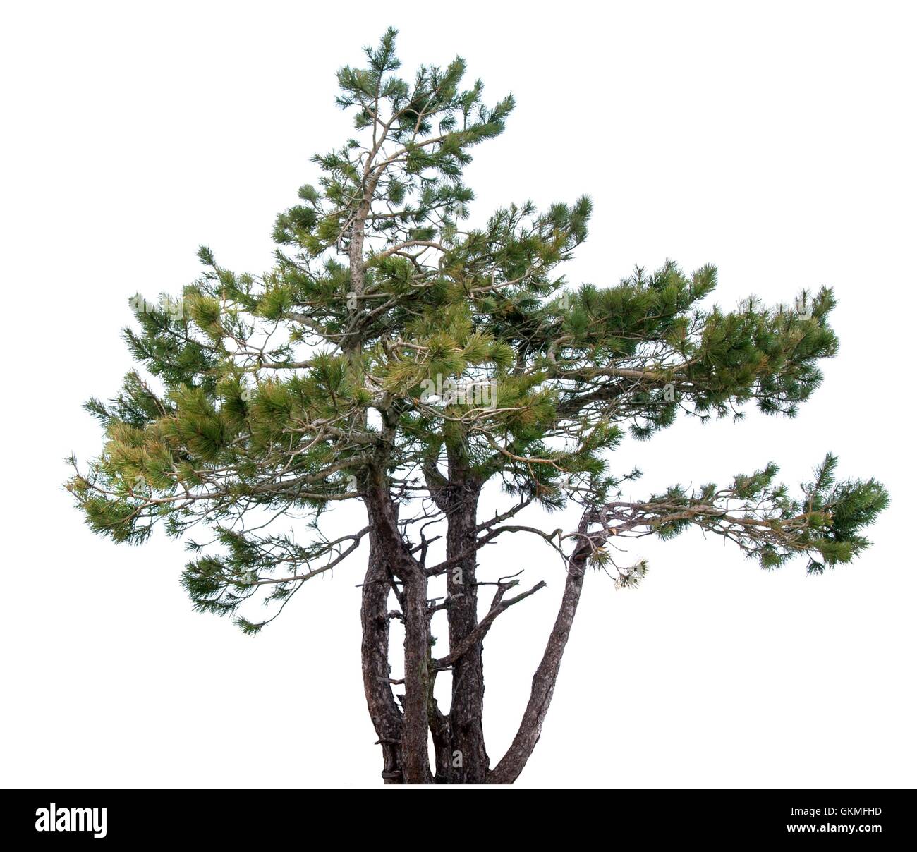 Mountain spruce. Stock Photo
