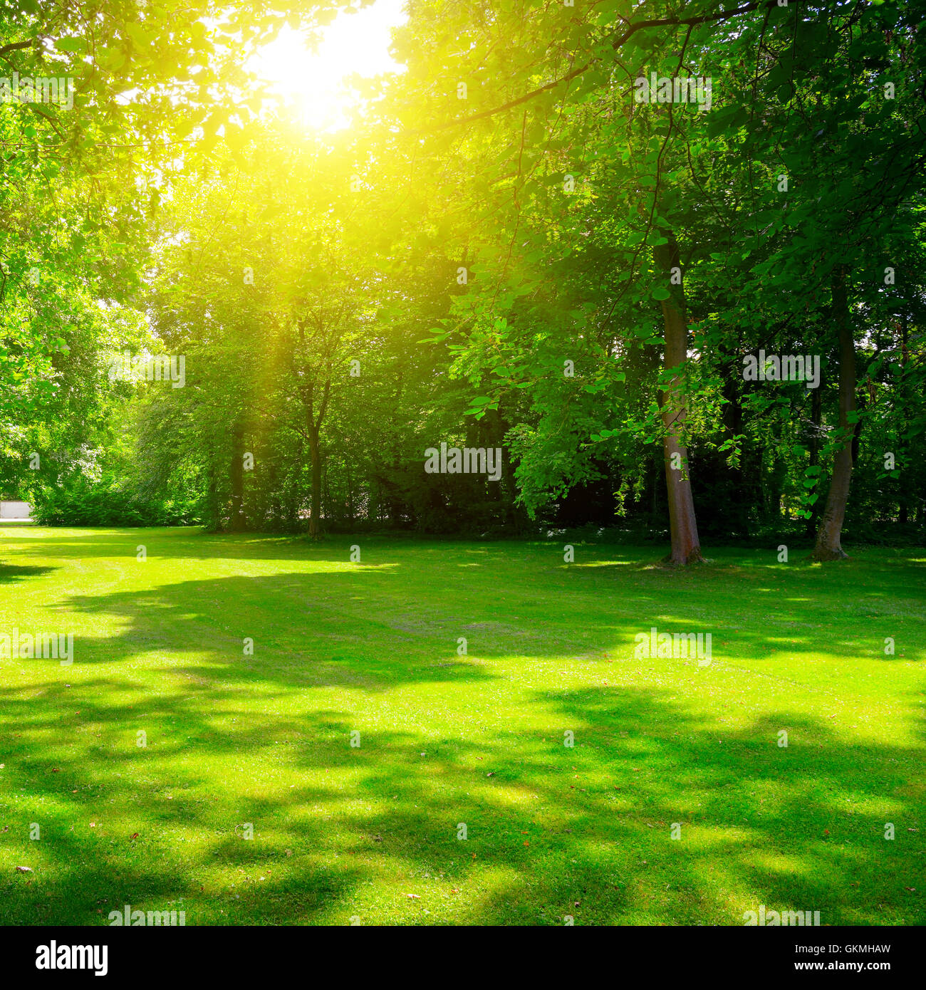 Sunrise in summer beautiful park Stock Photo - Alamy