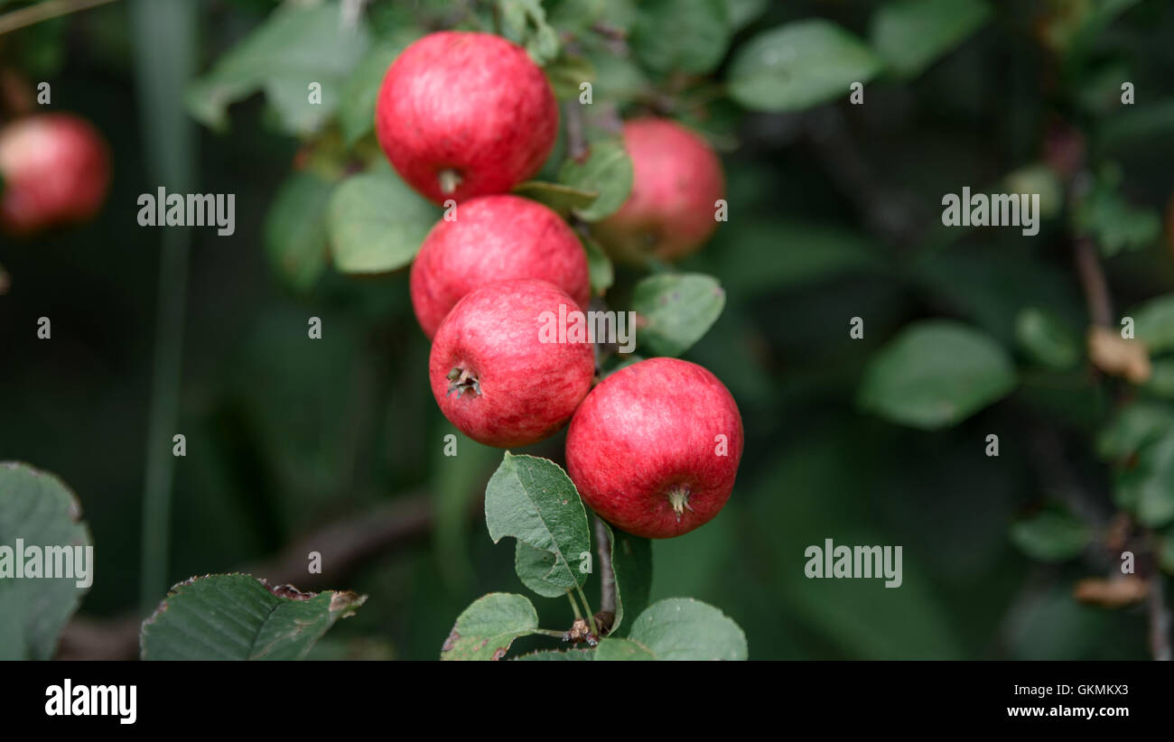 rustic Apple with red apples on the green background Stock Photo