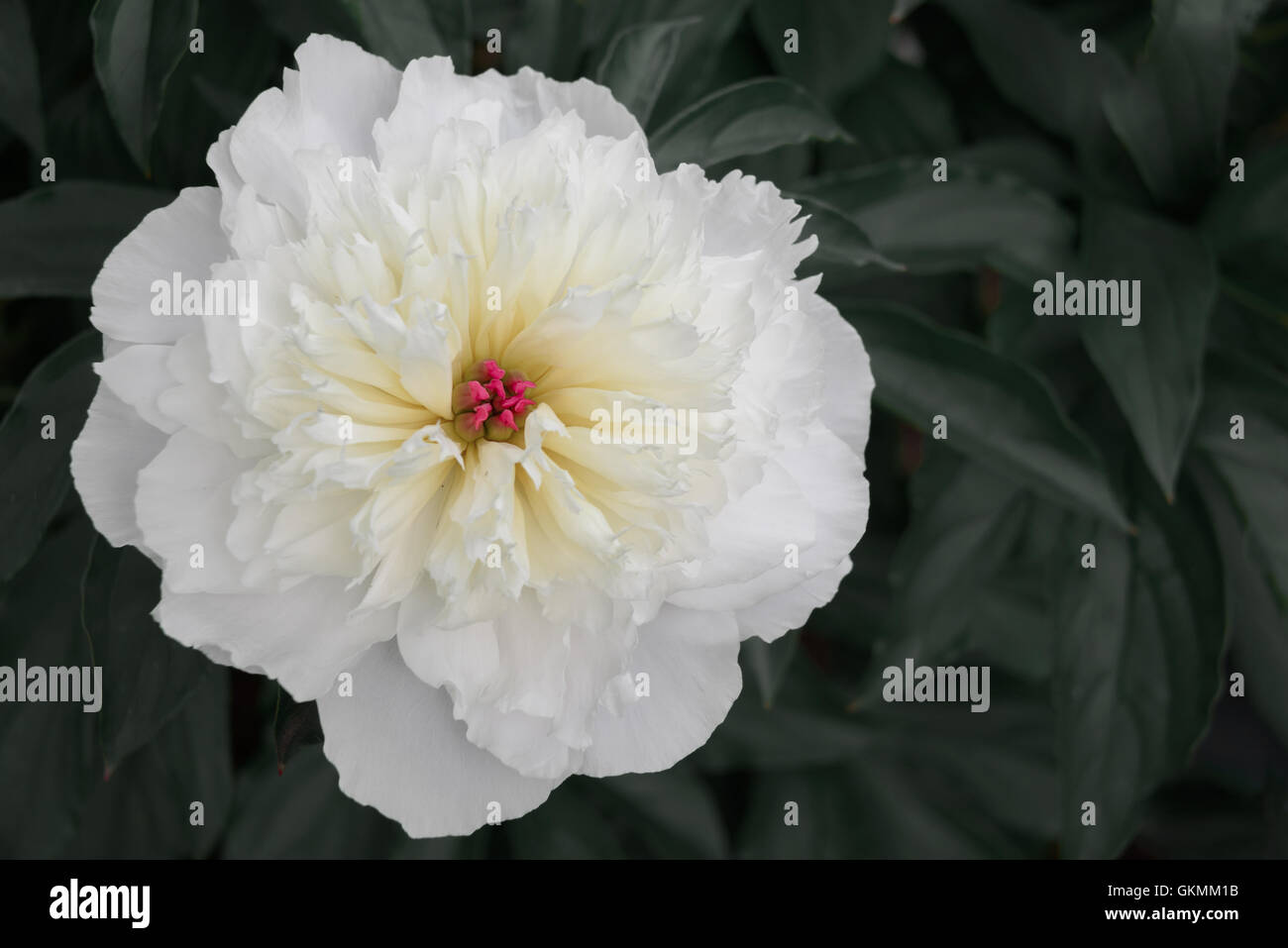 the opened Bud white peony closeup background Stock Photo - Alamy