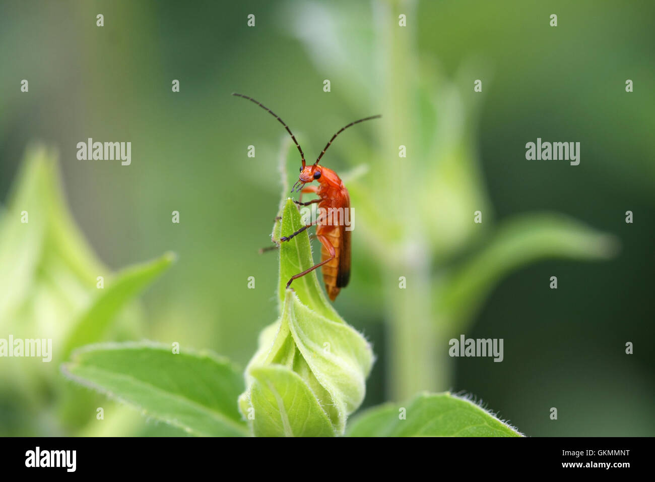 Common Red Soldier Beetle Stock Photo Alamy