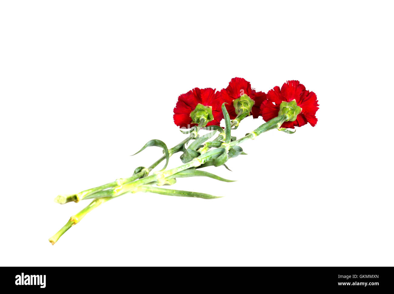 bud of flower of carnation on a white background Stock Photo - Alamy
