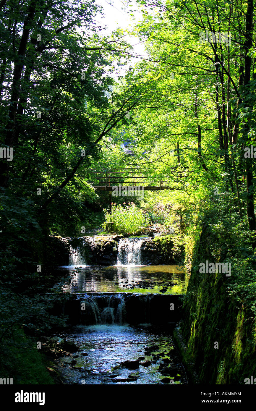 Forest waterfall Stock Photo