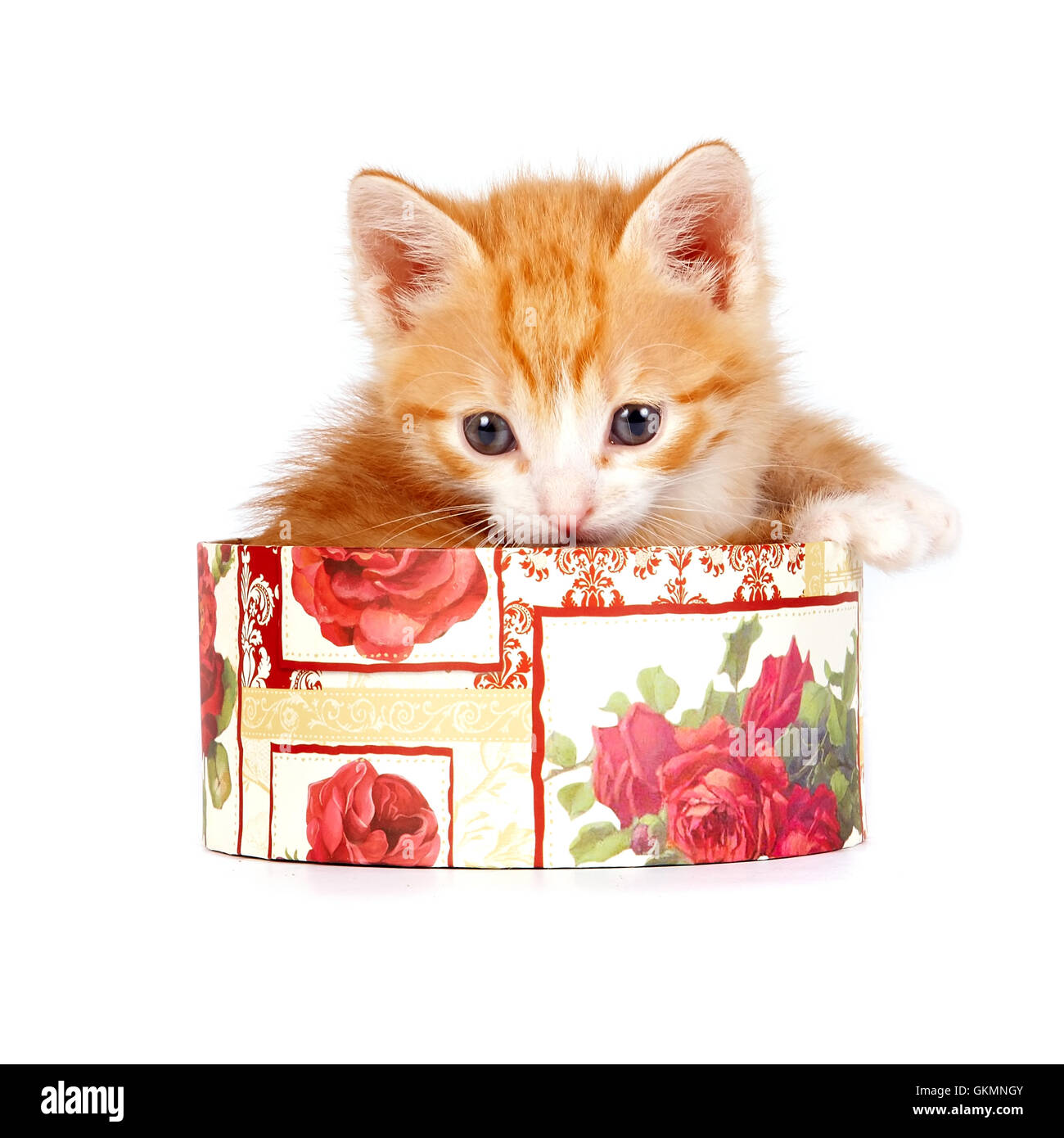 Red kitten in a gift box Stock Photo Alamy