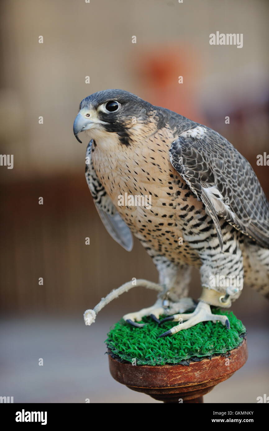 arab falcon bird Stock Photo