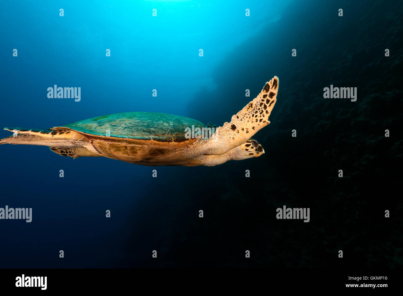 Hawksbill turtle in the Red Sea Stock Photo - Alamy