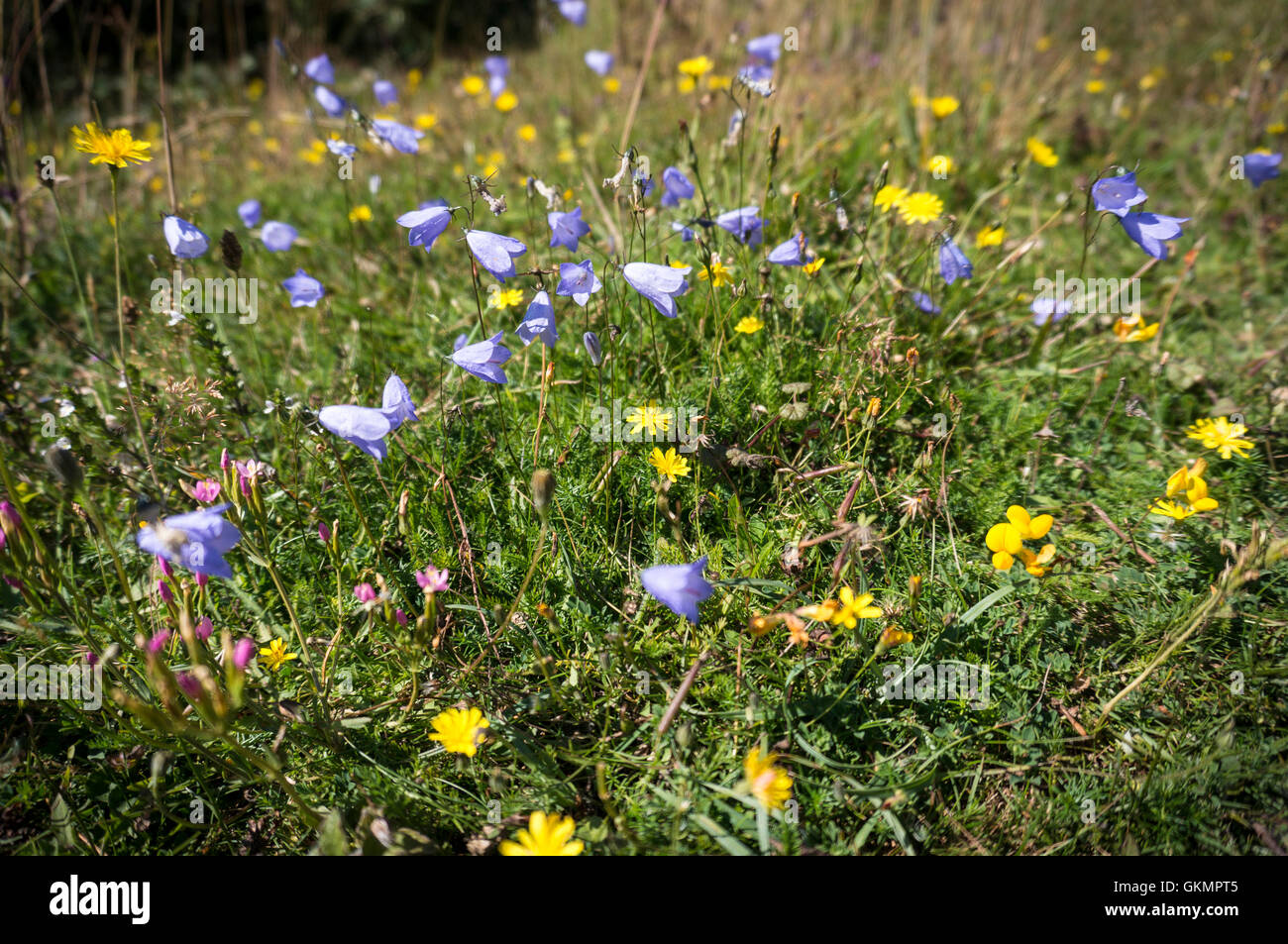 Wild flowers in bloom on the South Downs, West Sussex, UK Stock Photo