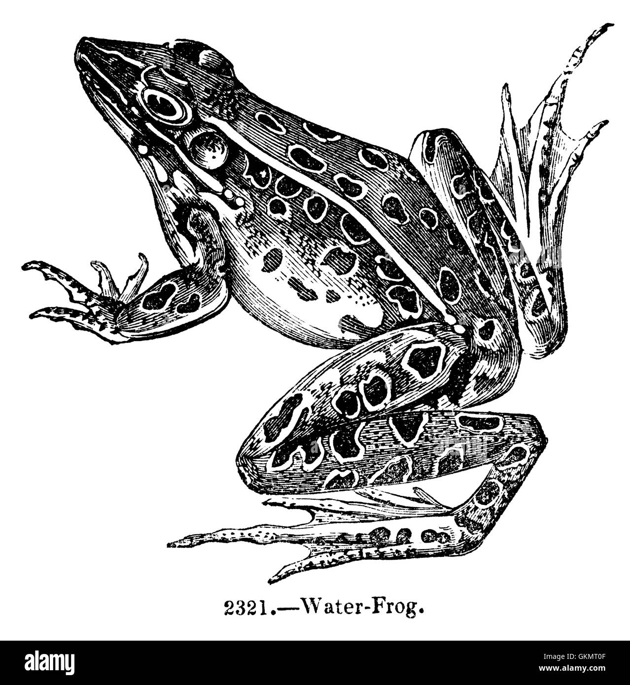 Antique Frog Engraving Stock Photo
