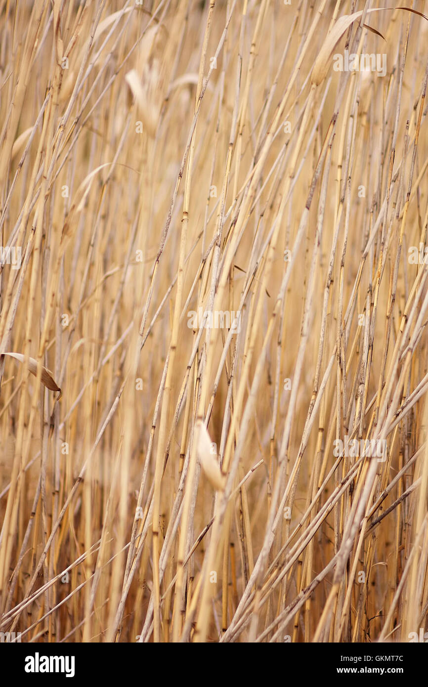 Dry reed, cane Stock Photo Alamy