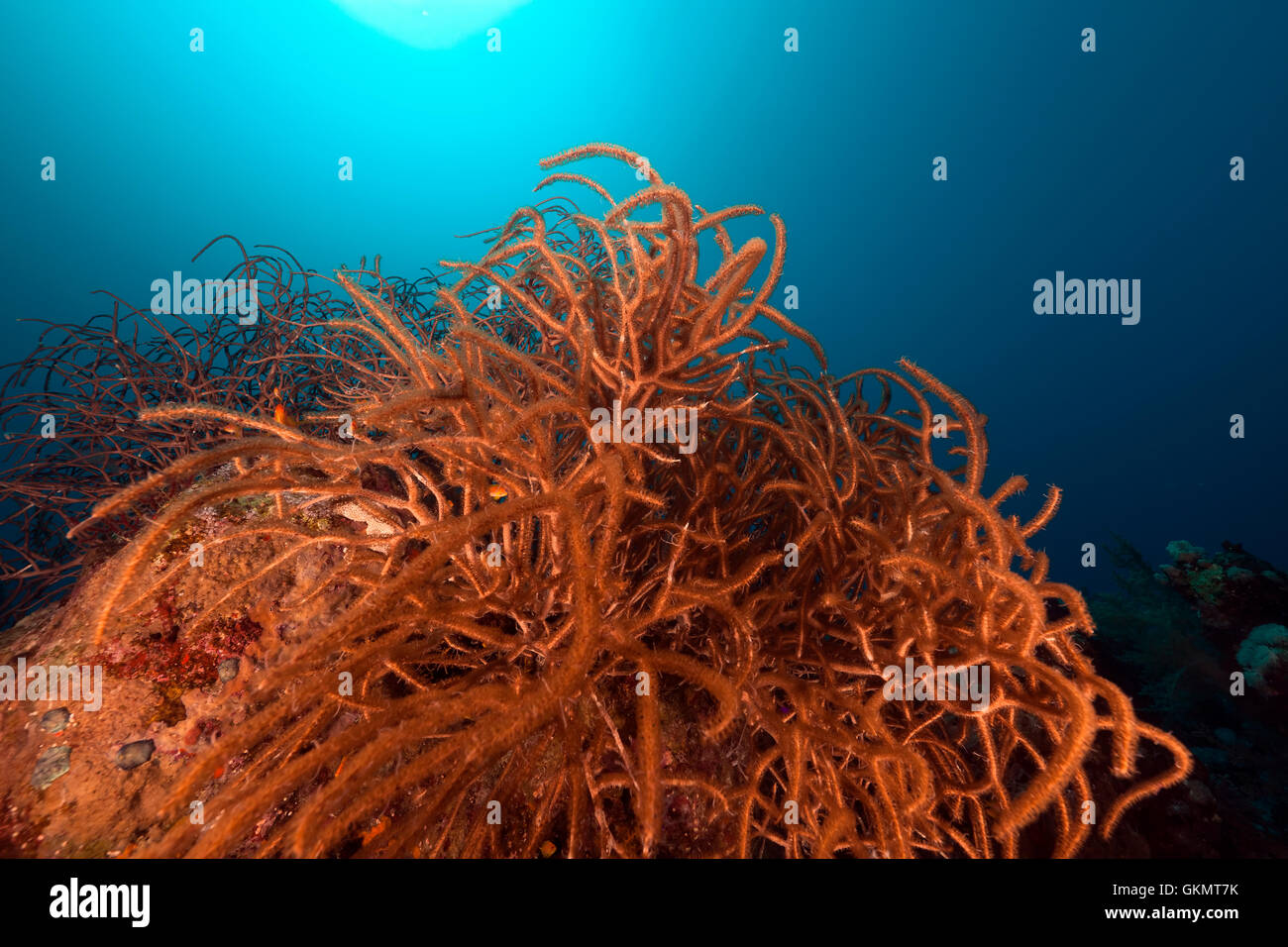 Sea plume (rumphella cf. aggregata) in the Red Sea Stock Photo Alamy