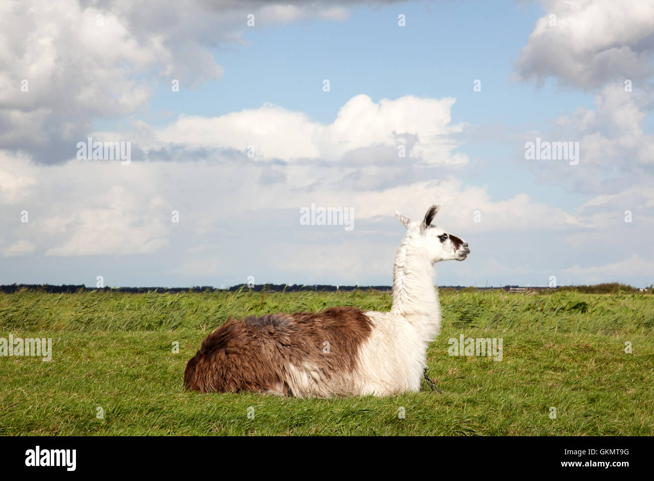 a llama lying in the grass Stock Photo