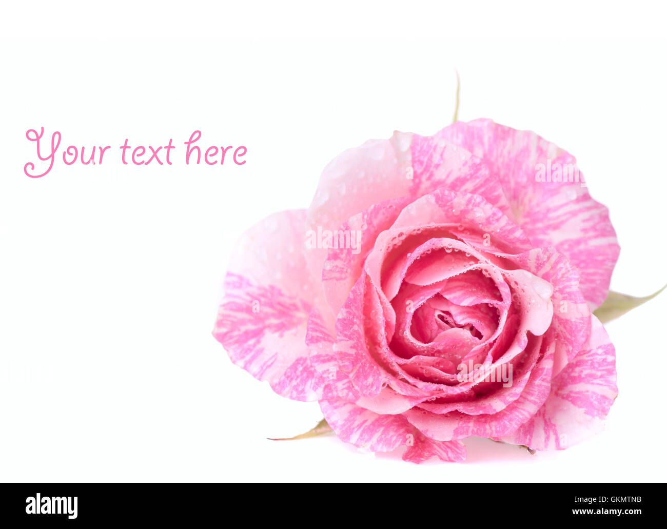 Bright pink rose with water drops Stock Photo - Alamy