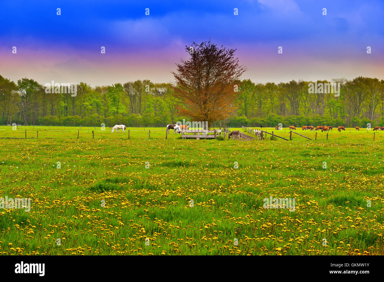 Cows and Horses Stock Photo - Alamy