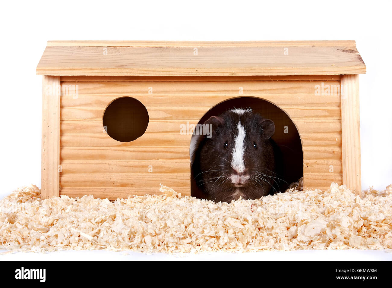 Guinea pig house hires stock photography and images Alamy
