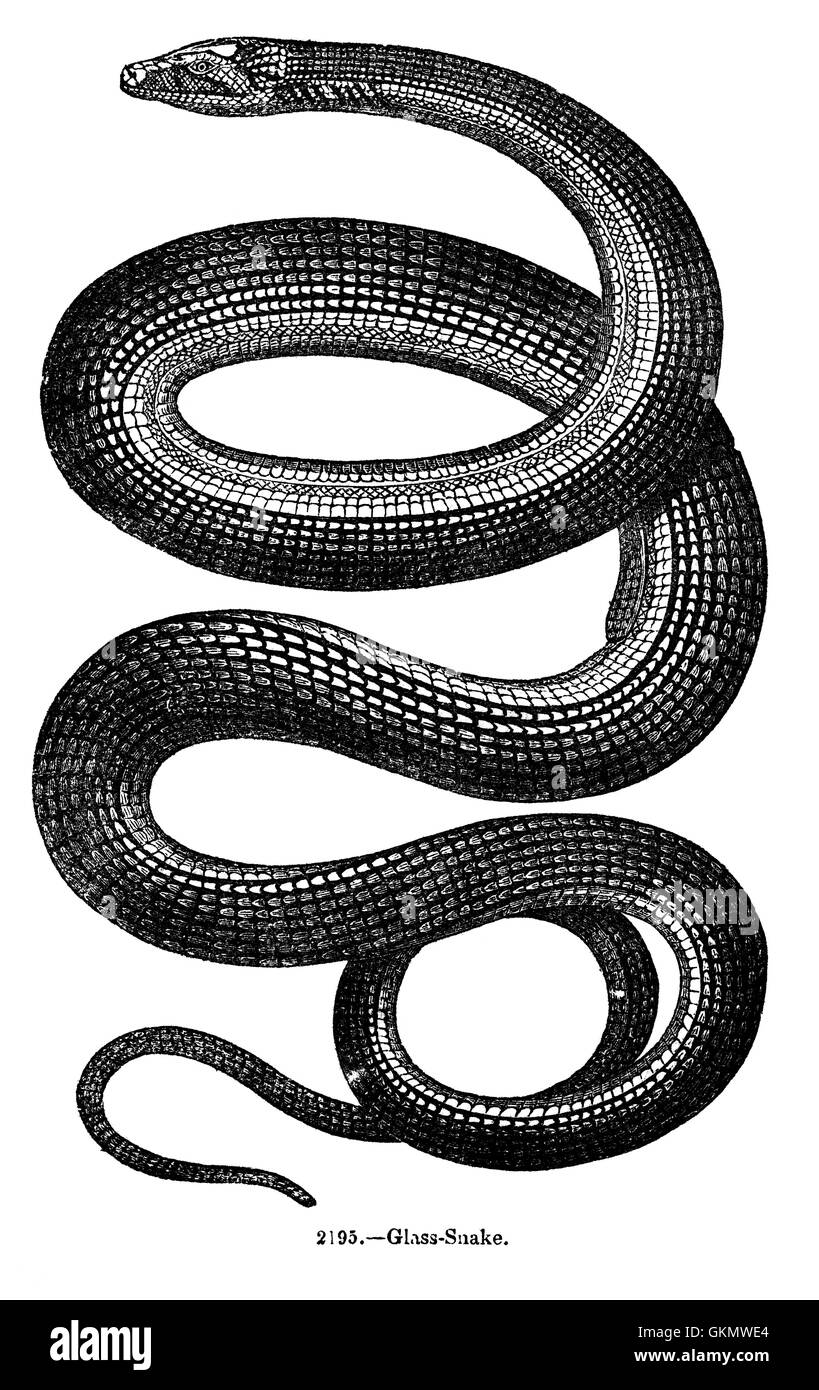 Vintage Snake Engraving Stock Photo