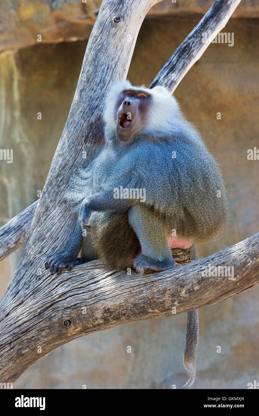 Hamadryas baboon turns and calls at Phoenix Zoo in Arizona, USA. Stock Photo