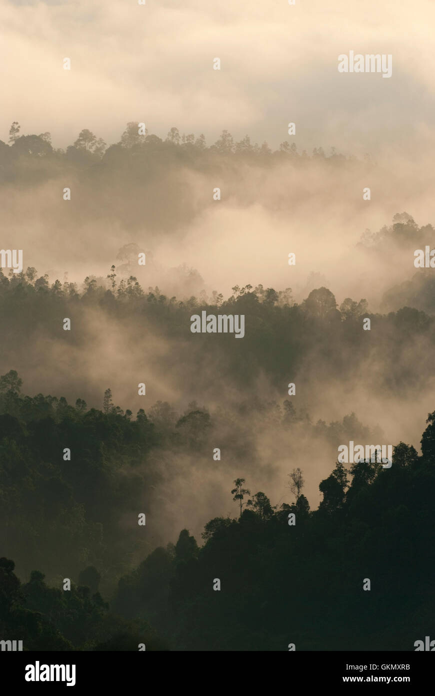 Beautiful calm morning green forest hi-res stock photography and images ...