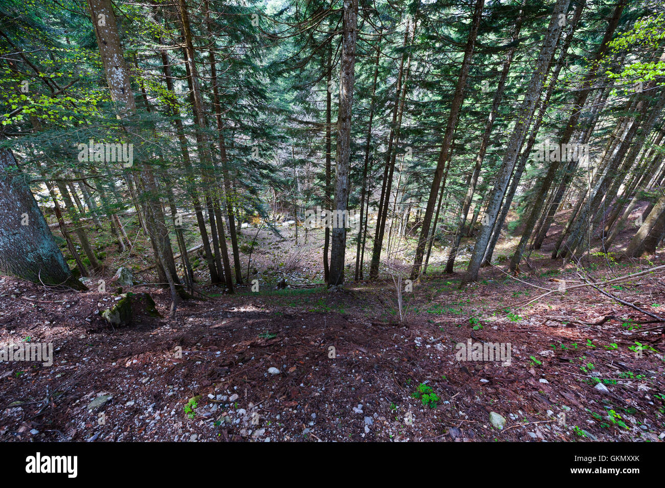 Coniferous forest alps italy hi-res stock photography and images - Alamy