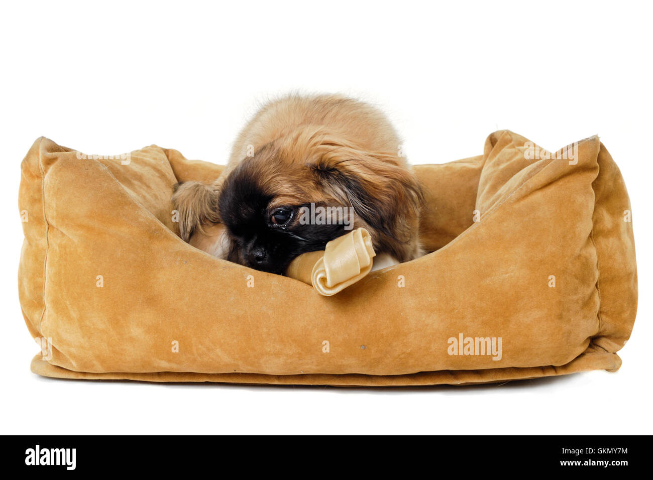 Puppy eating bone in dog bed Stock Photo Alamy