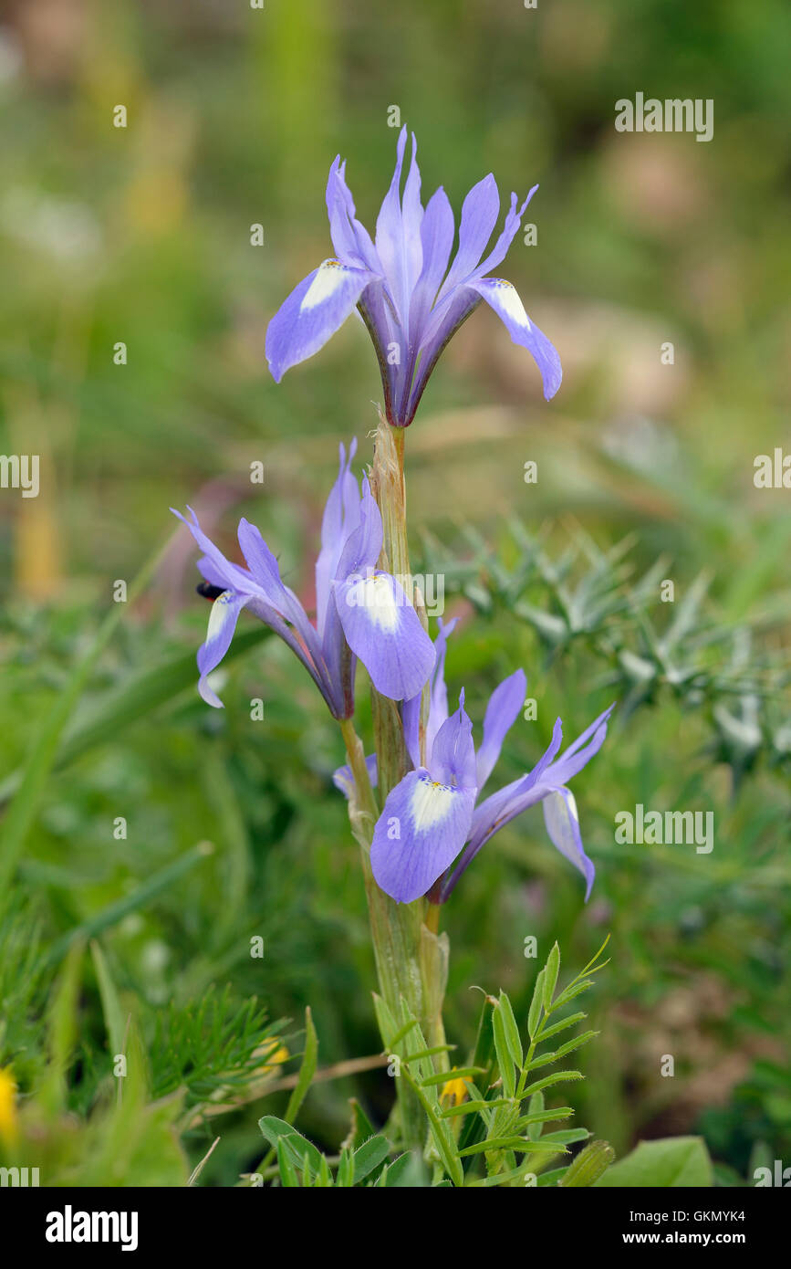 Barbary Nut - Moraea sisyrinchium Mediterranean flower that opens mid day Known as the One O'clock Iris Stock Photo