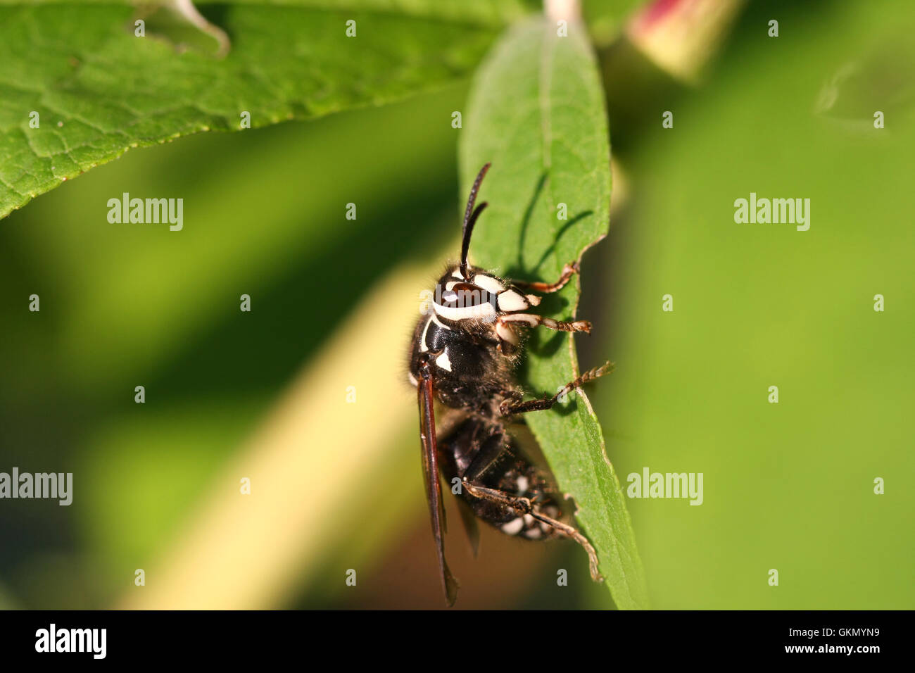 Bald-faced Hornet Stock Photo