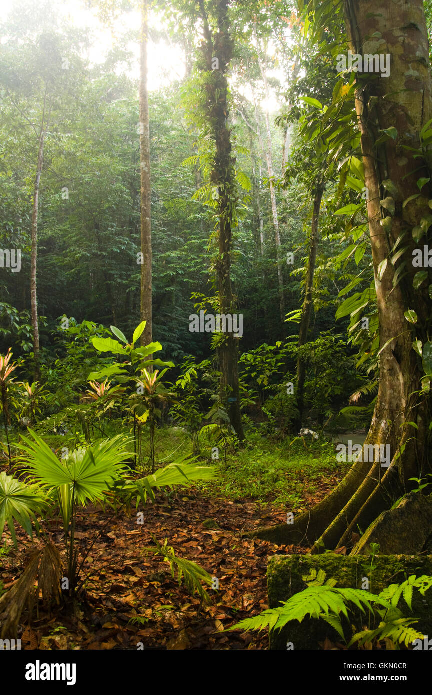 natural tropical green forest Stock Photo - Alamy