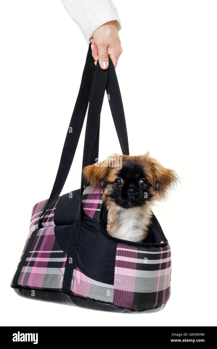 Puppy dog in bag Stock Photo Alamy