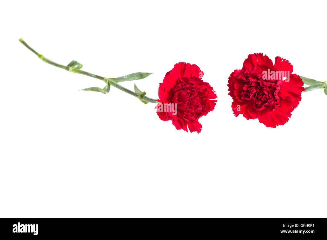 bud of flower of carnation on a white background Stock Photo - Alamy