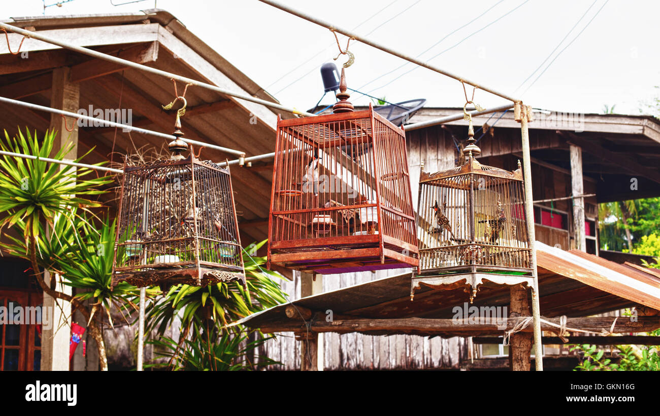 Birds in a Cages Stock Photo Alamy