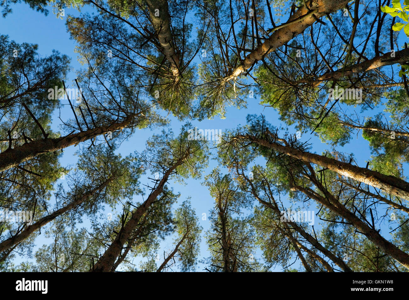 crown of high green trees against the blue sky Stock Photo - Alamy